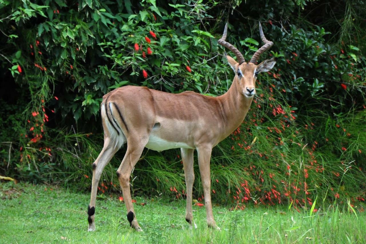 Kruger Park Lodge Unit No. 524 헤이지뷰 외부 사진